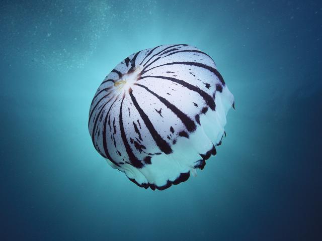 ocean-life-067