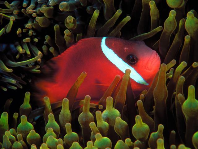 ocean-life-068