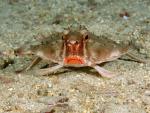 ocean-life-071