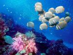 ocean-life-072
