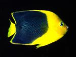 ocean-life-073
