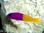 ocean-life-074