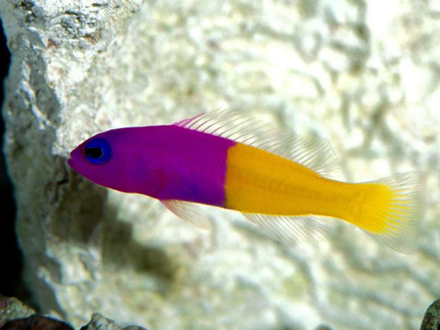 ocean-life-074