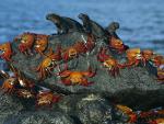 ocean-life-075