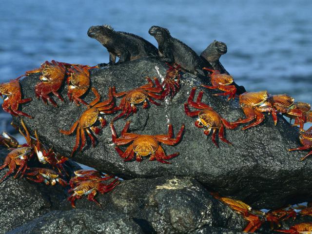 ocean-life-075
