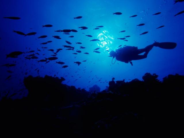 ocean-life-076