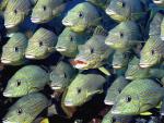 ocean-life-079