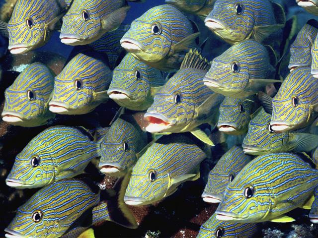 ocean-life-079