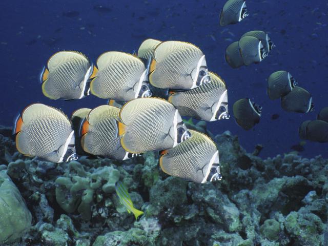 ocean-life-080