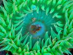 ocean-life-082