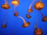 ocean-life-085