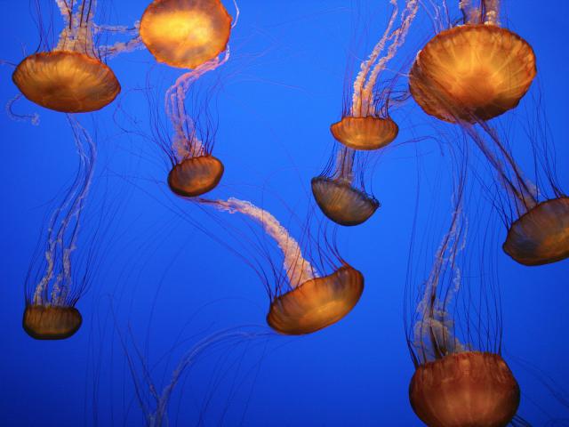 ocean-life-085
