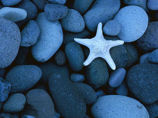 ocean-life-086