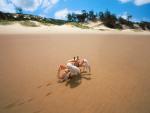 ocean-life-087