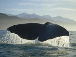 ocean-life-092