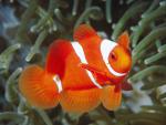 ocean-life-093