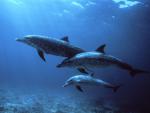 ocean-life-094