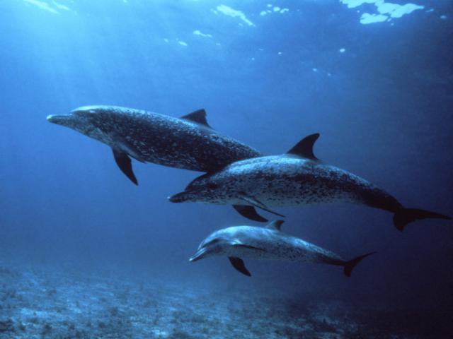 ocean-life-094