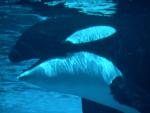 ocean-life-097