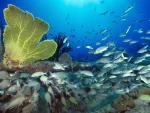 ocean-life-098