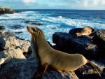 ocean-life-099