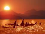 ocean-life-102