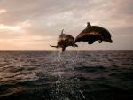 ocean-life-106