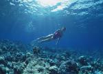 ocean-life-108