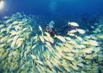 ocean-life-124