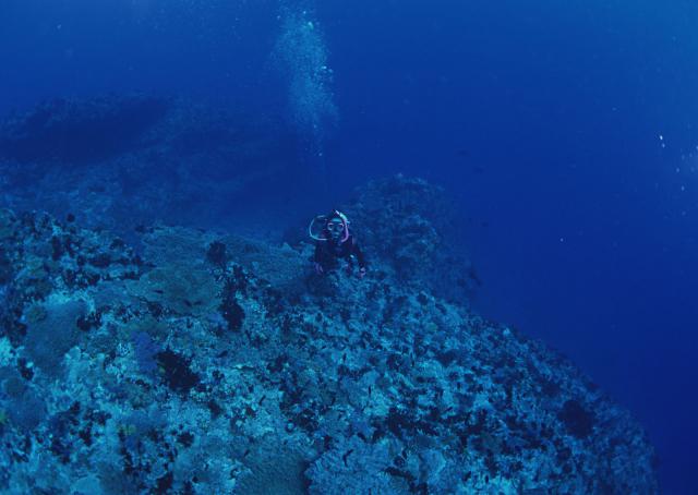 ocean-life-127