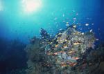 ocean-life-129