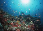 ocean-life-130