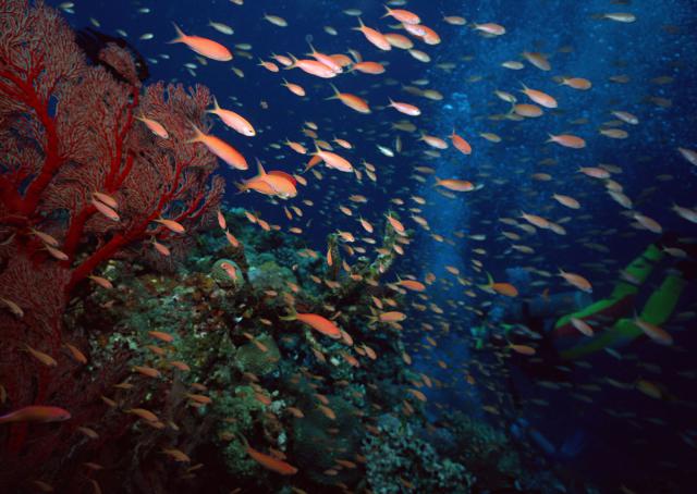 ocean-life-133