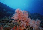 ocean-life-139