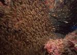 ocean-life-145