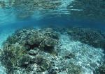 ocean-life-147