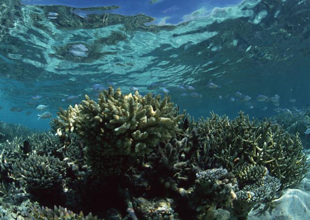 ocean-life-148