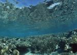 ocean-life-149