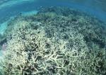 ocean-life-151