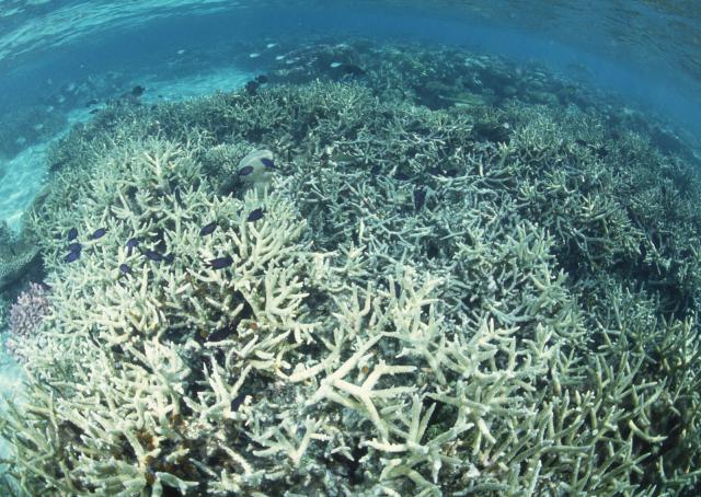 ocean-life-151