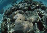 ocean-life-152