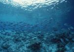 ocean-life-154