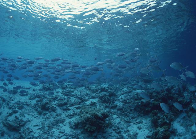 ocean-life-154