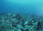 ocean-life-156