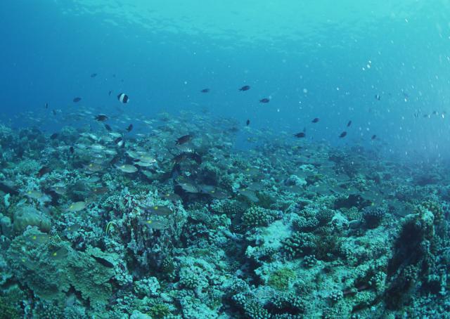 ocean-life-156