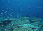 ocean-life-157
