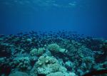 ocean-life-158