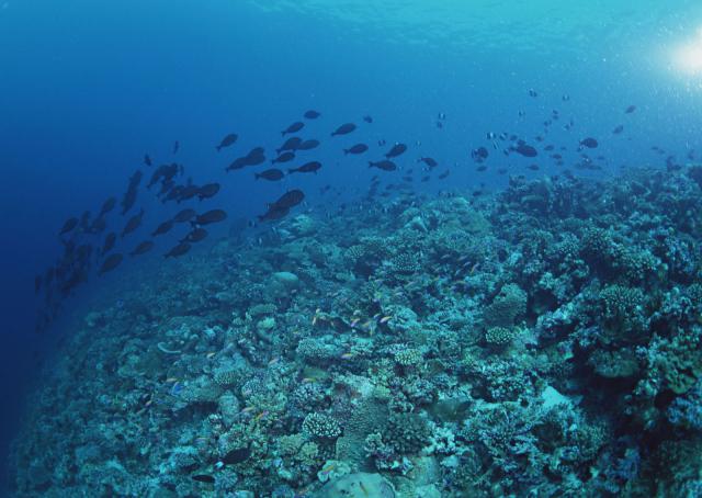 ocean-life-159