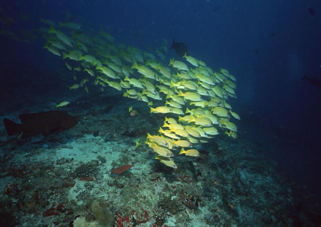 ocean-life-162