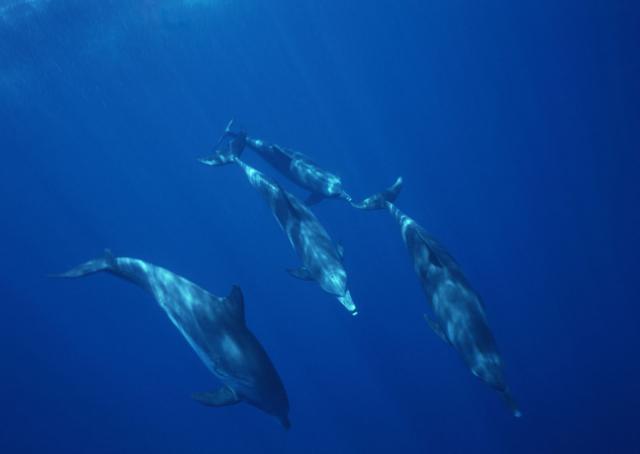 ocean-life-166